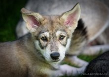 DSC_6099_59_Tage 8 Wochen alt