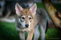 DSC_6344_60_Tage 8,5 Wochen alt