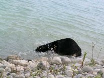 Yuma_taucht2 tauchen und den Stöpsel suchen, um das Wasser aus dem See abzulassen, war Yuma's Mission