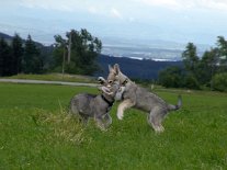 DSC09671 Toben (im Hintergrund ist ein kleiner Teil des Bodensees zu sehen).