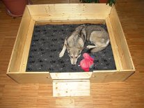DSC02161 Nun ist der Distanzrahmen angebracht. Der Rahmen ist etwa 10 cm breit und 12 cm hoch. Er verhindert in den ersten 2-3 Wochen, daß Nisha aus Versehen auf einen...