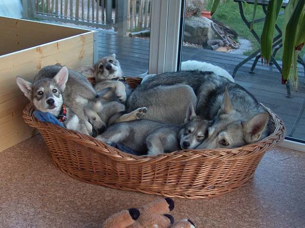 09-06-2007 Ares, Dusty, Luna und Auri zu Besuch