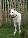 DSC07058 Auri