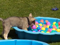 DSC07390 Tara holt sich immer mal wieder einen Ball aus dem Bällebad.