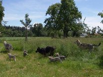 DSC07402 Auch heute steht wieder ein Ausflug in's Grüne auf der Tagesordnung. Da Ares und Dusty schon nach Hause gefahren sind, sind nur noch Nisha, Yuma und Luna mit...