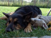 DSC07665 Timish kuschelt so oft wie keiner der anderen Welpen mit Yuma. Ob sie wohl weiß, daß sie bei uns bleiben darf?