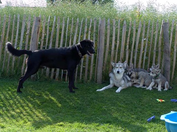 11-06-2007 Paco zu Besuch Die Welpen sind nun 7,5 Wochen alt. Paco, ein Malamute/Weimaraner-Mix, ist zu Besuch mit seinem Frauchen als auch ihrer...