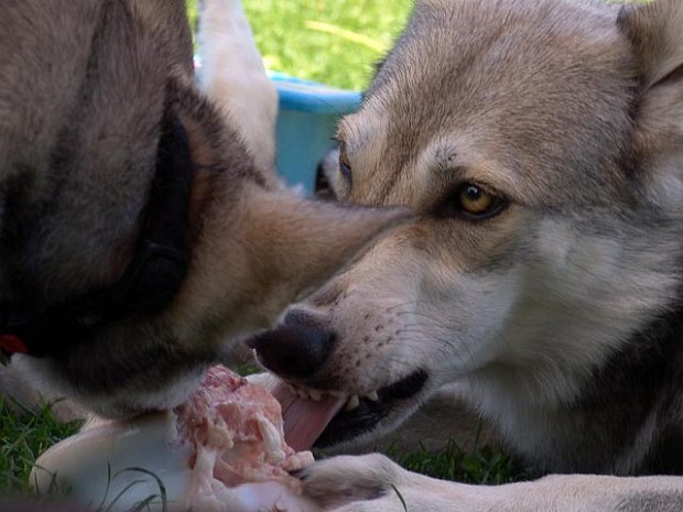 12-06-2007 Erziehung Die Welpen sind nun 8 Wochen alt. Wenn es Knochen oder große Fleischstücke gibt, lernen die Kleinen die Großen zu...