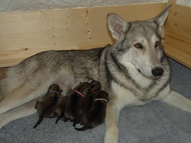 22-04-2007 Die Welpen sind 3 Tage alt