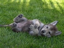 DSC05134_weiss Wie sie unschuldig gucken kann - unglaublich!