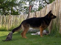 DSC05149 Da Yuma so vertieft ist und nichts bemerkt, nutzt Mädchen weiß die Gelegenheit um ihr mal am Schwanz zu ziehen!