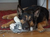 DSC03963 Yuma gibt es auch noch....man beachte das Auge links unten im Bild...es gehörte mal dem Husky, auf den Yuma ihren Kopf gelegt hat.