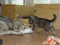 DSC03997 Mädchen rosa erkundet unter den wachsamen Auge von Mama das Zimmer außerhalb der Wurfkiste.