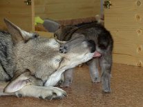 DSC03998 Wenn ein Welpe an Nisha's Schnauze vorbeitapst ergreift sie sofort die Gelegenheit für eine kurze Hygiene-Session.