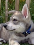 DSC06912_Aiko_7_Wochen 7 Wochen alt