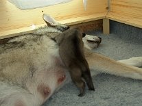 DSC03297_tag_10_blau Rüde blau klettert auf Mama rum - die Welpen sind schon sehr kräftig und können sich mit den Hinterbeinen schon richtig hochstemmen. Auch fangen sie schon an,...