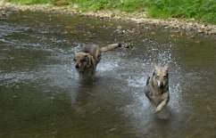 DSC_5391 Ares und Timish