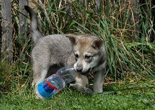 DSC_0585