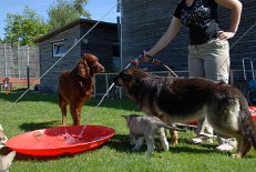 DSC_1260 Frodo, Yuma und Nova bekommen frisches Wasser.