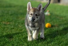 DSC_2231 Shaya