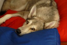 DSC_2252 Nisha