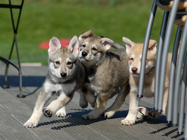 05-09-2009 Welpenalltag mit Kinder- und Hundebesuch