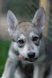 DSC_2502 Nova