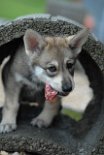 DSC_2515 Shaya