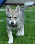 DSC_2573 Nova