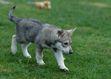 DSC_2585 Byorka