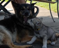 DSC_8606 *grrrrrr*
