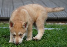 DSC_0328_Anak_43_Tage 6 Wochen alt