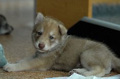 DSC_6313_Anak_27_Tage 4 Wochen alt