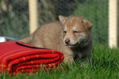 DSC_6420_Anak_28_Tage 4 Wochen alt