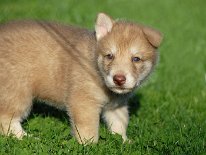 DSC_6566_Anak_29_Tage 4 Wochen alt