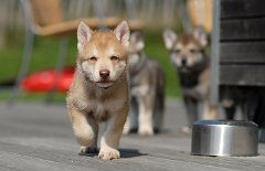 DSC_8167_Anak_35_Tage 5 Wochen alt