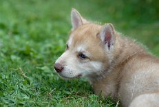 DSC_8297_Anak_35_Tage 5 Wochen alt