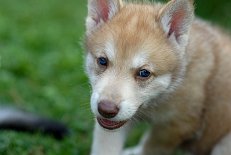 DSC_8298_Anak_35_Tage 5 Wochen alt
