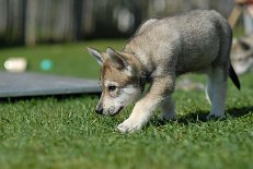 DSC_2760_Nocona_54_Tage 8 Wochen alt