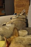 DSC_9298 Am 39. Trächtigkeitstag sieht man schon die ersten Rundungen :) .