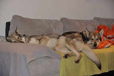 DSC_9302 Shaya und Timish kuscheln auf dem Sofa.