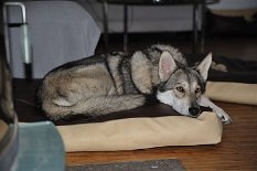 DSC_9335 Shaya