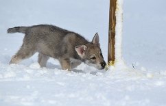 DSC_2343 Don't eat yellow snow! (Amak (Pimpf) schnüffelt am Pipi von seinem Papa Skôn ;) )