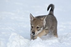 DSC_2345 Kenai (grau)