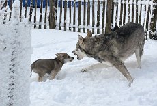 DSC_2362 Laß mich bloß in Ruhe!