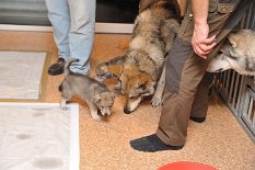 DSC_0889 Ares und Bowie gucken sich im Welpengehege um...