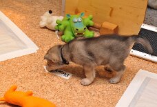DSC_0900 der Pimpf kann schon lesen: 