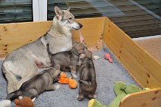 DSC_1059 ...Mama Timish, welche nun das Zepter in die Hand nimmt...