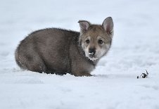 DSC_1505 Rüde grau
