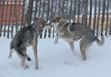 DSC_1748 ...und toben miteinander!